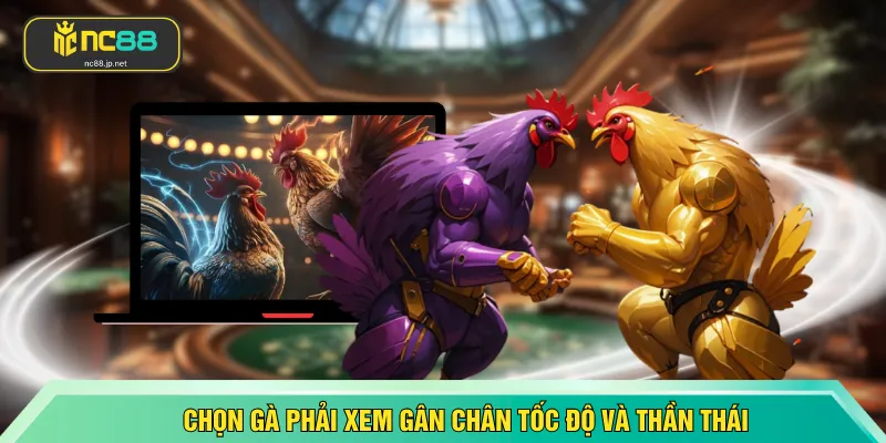 Chọn gà phải xem gân chân tốc độ và thần thái